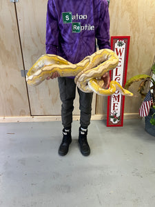 11’ Adult Lavender Albino Reticulated Python (Female)