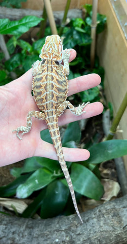 Juvenile Leatherback Bearded Dragon (1)