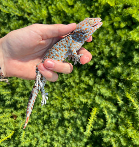 1.1 Adult Tokay Gecko (Pair 2)