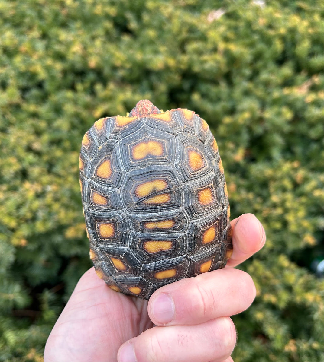 4” Cherry-Head Red Foot Tortoise – Scales and Tails of Ohio