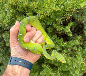 Juvenile Emerald Tree Boa (Male 1)