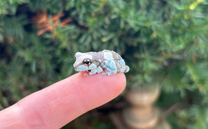 Juvenile Amazon Milk Frog