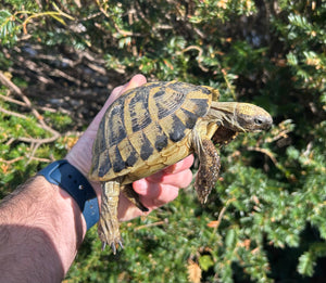 Adult Hermann’s Tortoise (Male 2)