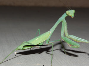 Arizona Mantis