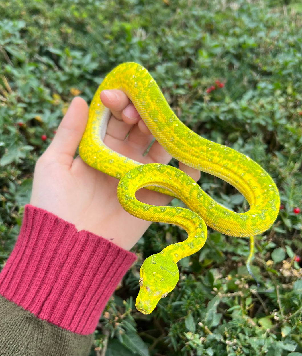 Sub-Adult Biak Green Tree Python (Female 2)