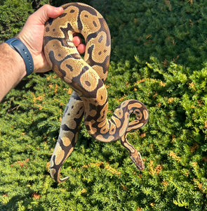 Adult Pastel Ball Python (Male)