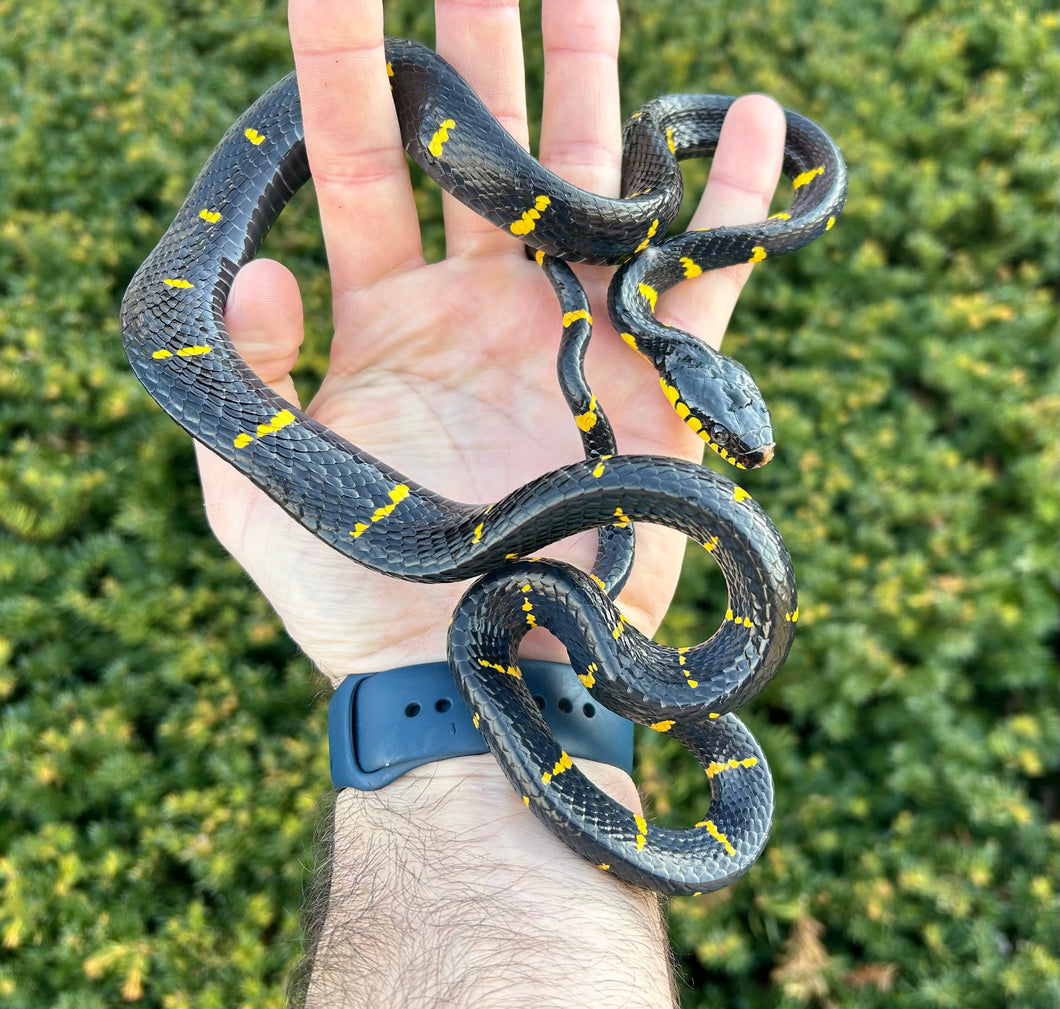 Juvenile Malaysian Mangrove Snake (Female)