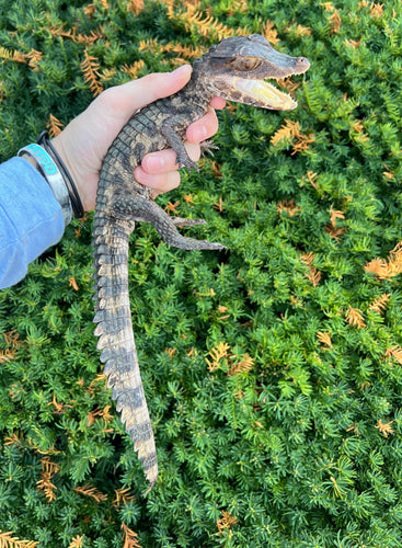 Small Cuvier's Dwarf Caiman (18-20”)