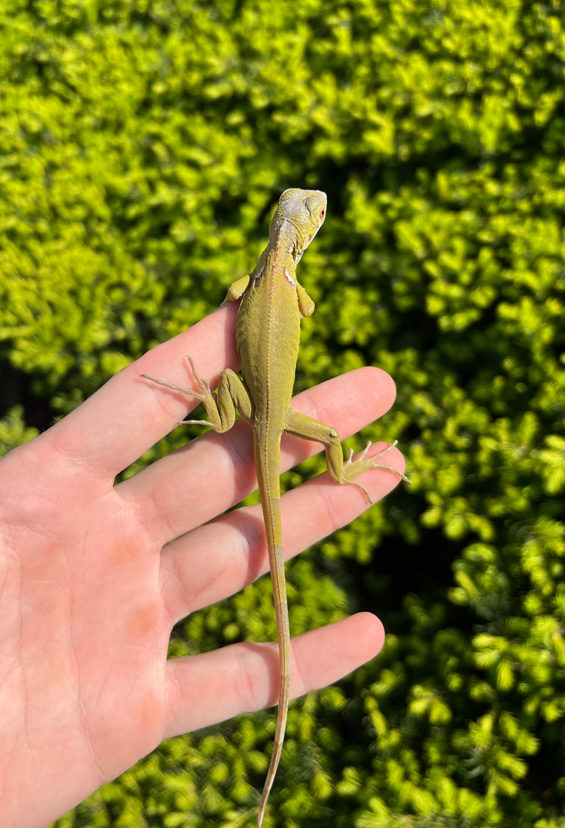 Baby Lime Green Zero Green Iguana – Scales and Tails of Ohio