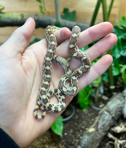 Baby Bullsnake (Female)