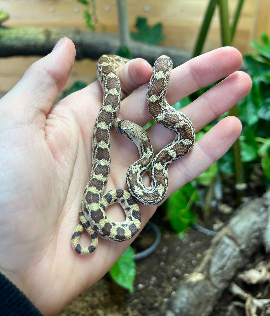 Baby Bullsnake (Female)