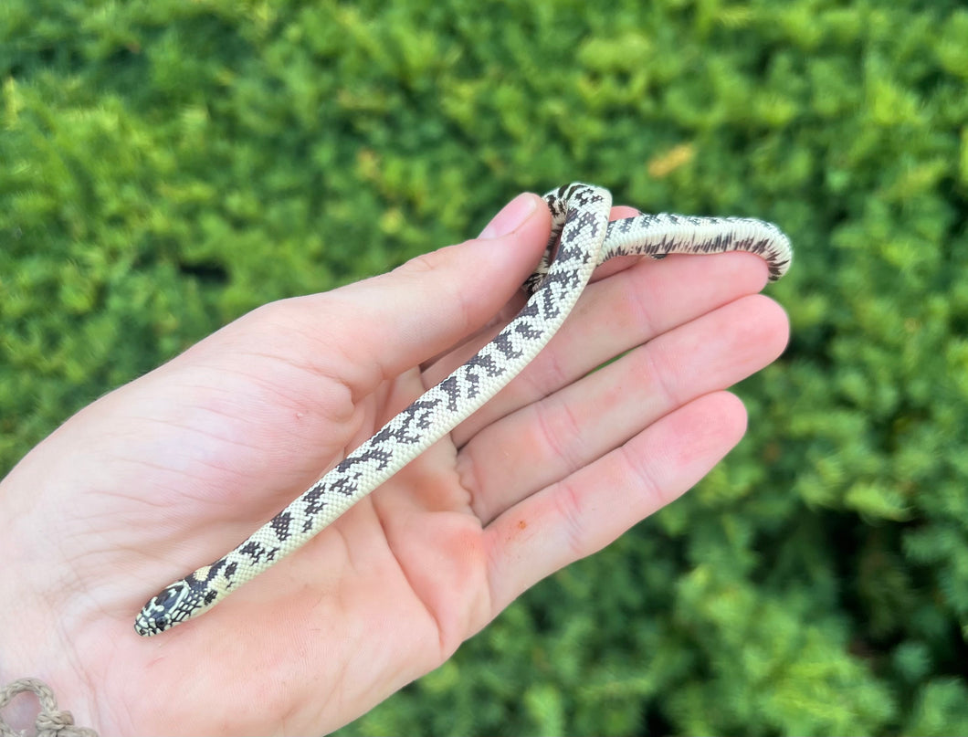 Baby Aberrant Florida Kingsnake (Male 1)