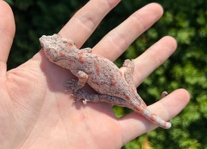 Sub-Adult Orange Blotched Gargoyle Gecko (Female 2)