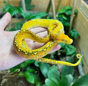 Juvenile Biak Green Tree Python (1)