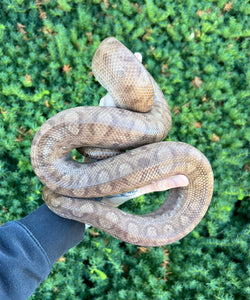 Adult Columbian Rainbow Boa (Male)