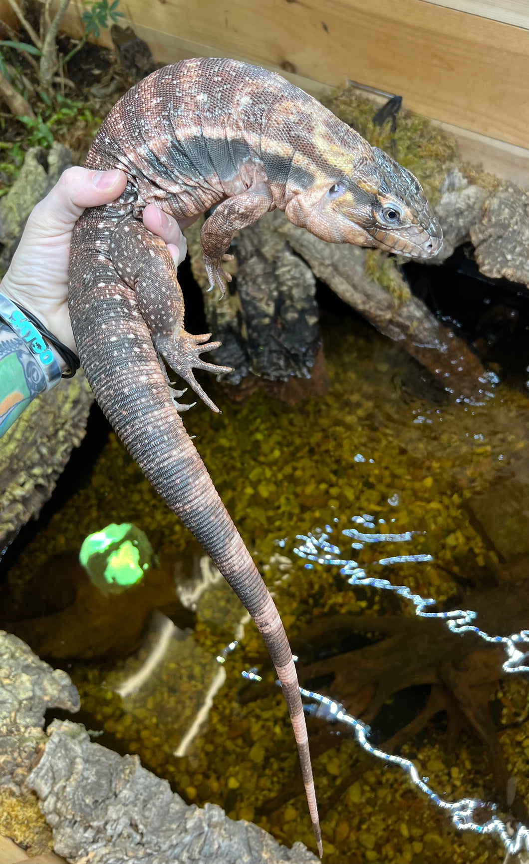 Sub-Adult Red Tegu (Female)