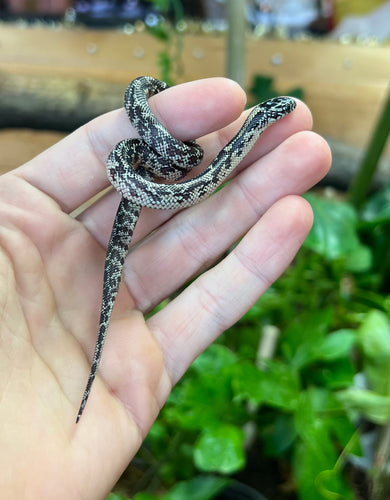 Baby Mosaic Florida Kingsnake