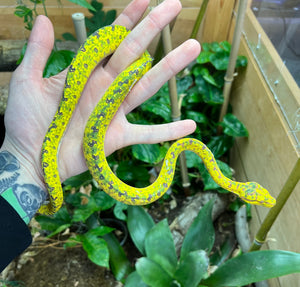 Juvenile Biak Green Tree Python (2)