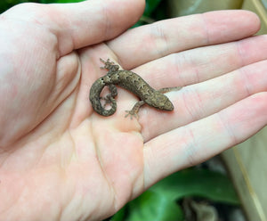 Mourning Gecko