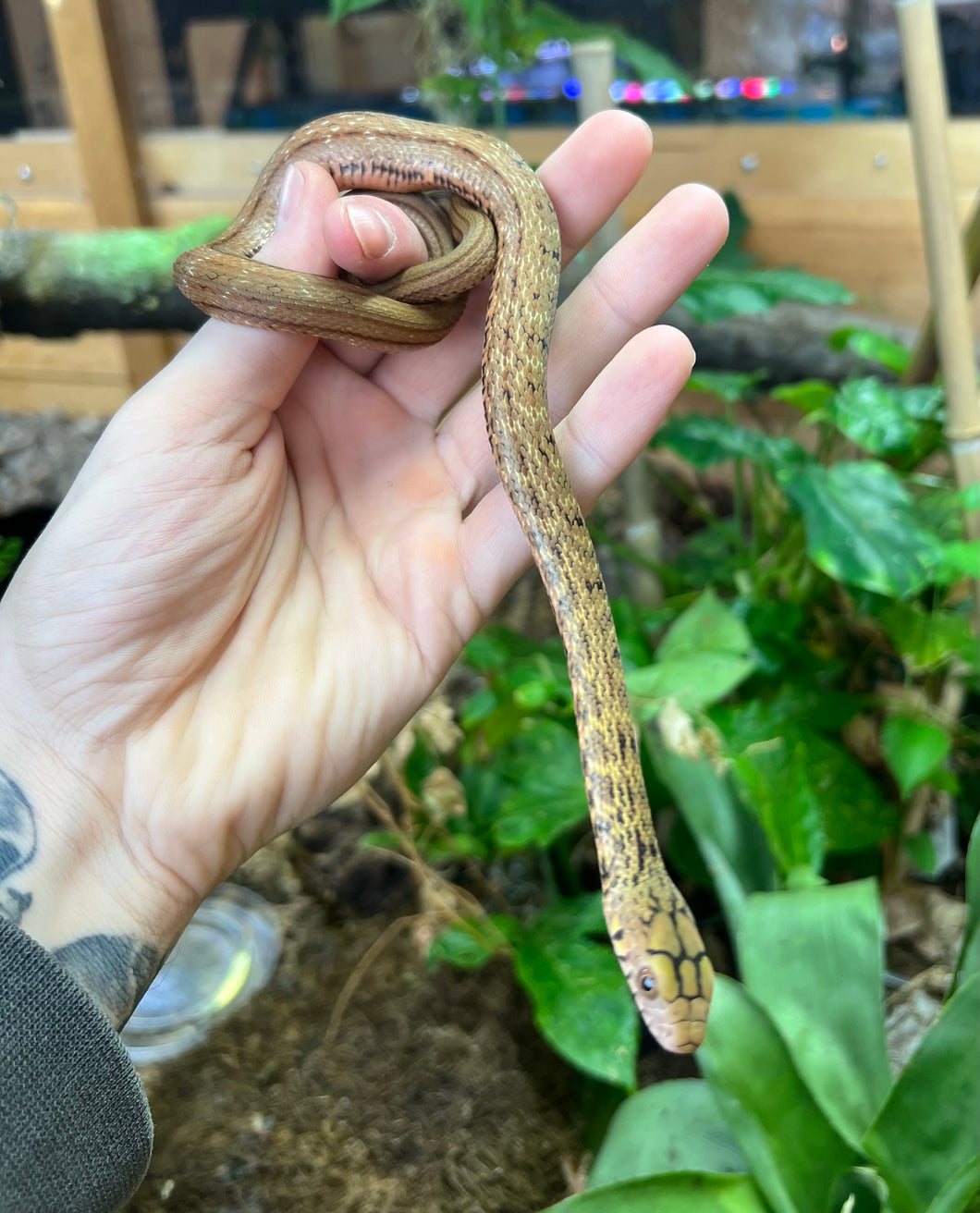 Juvenile Chinese King Ratsnake