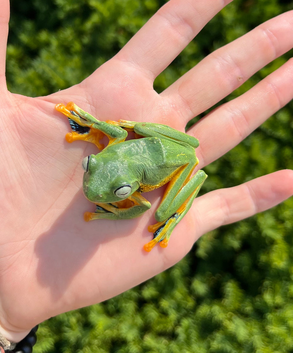 Black-Webbed Flying Frog – Scales and Tails of Ohio