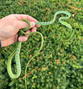 Asian Vine Snake