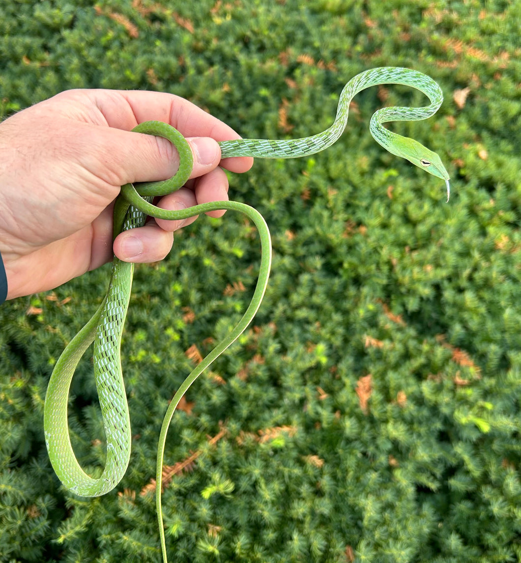 Asian Vine Snake