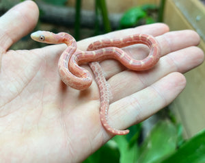 Baby Scaleless Everglades Ratsnake (Male)