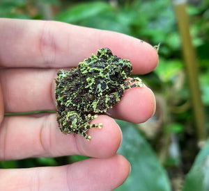 Sub-Adult Vietnamese Mossy Frog