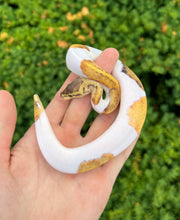 Load image into Gallery viewer, Baby Pastel Pinstripe Pied Ball Python (Female 1)