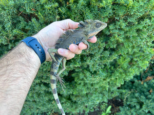 Adult Great Angle-Head Lizard (Male)