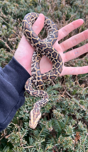 Baby Burmese Python 100% het Albino/Patternless