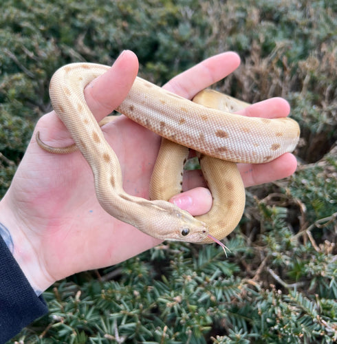 Baby Green Patternless Burmese Python 100% het Albino