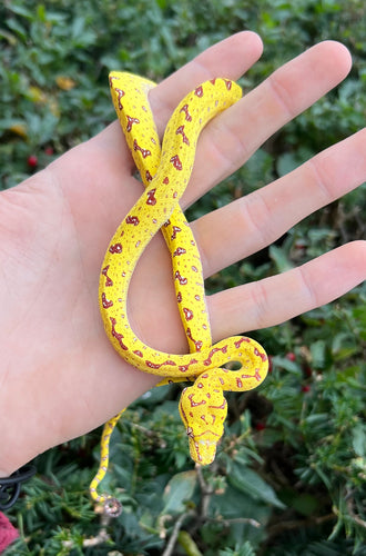 Baby Biak Green Tree Python (6)