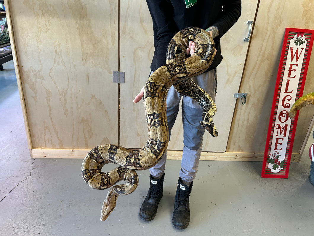 Adult Columbian Red-Tailed Boa Constrictor (Male)