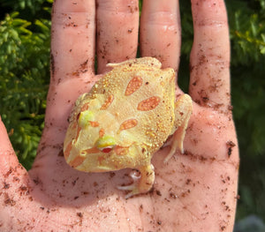 Juvenile Pac Man Frog (3)