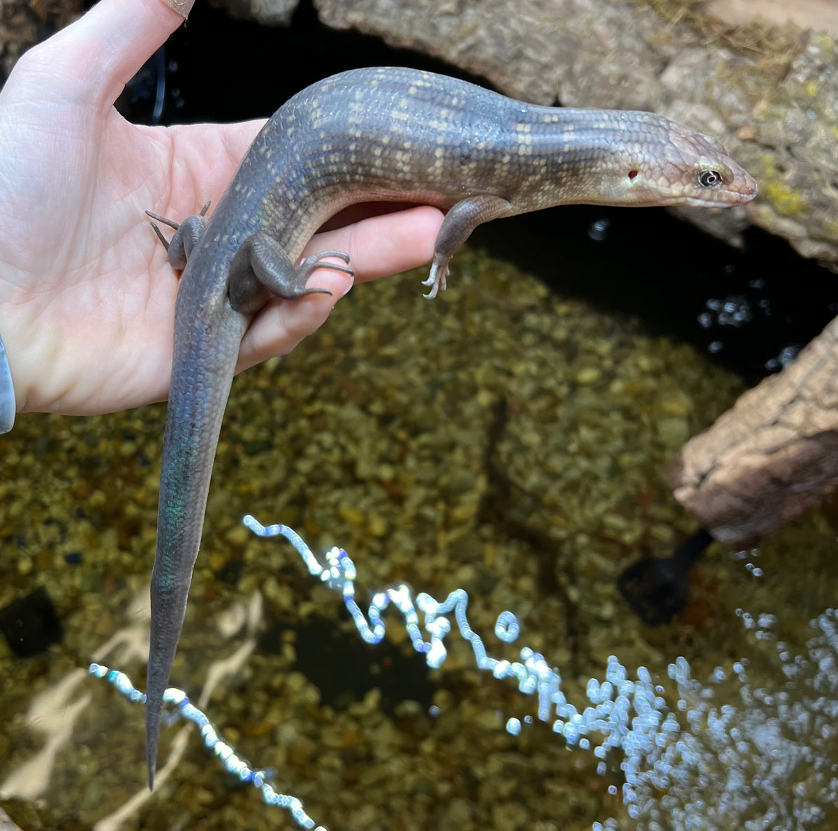 Solomon Island Giant Ground Skink – Scales and Tails of Ohio