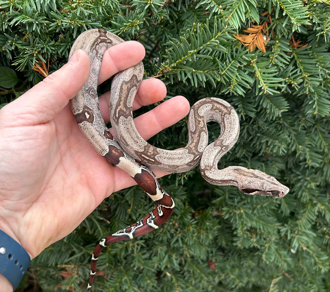 Baby Guyana Boa (Male 1)