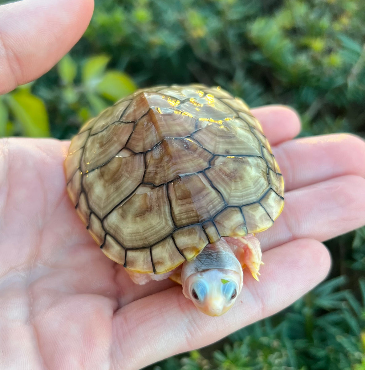 Baby Caramel Albino Red-Eared Slider – Scales and Tails of Ohio