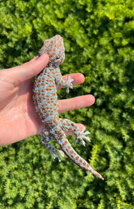 1.1 Adult Tokay Gecko (Pair 2)