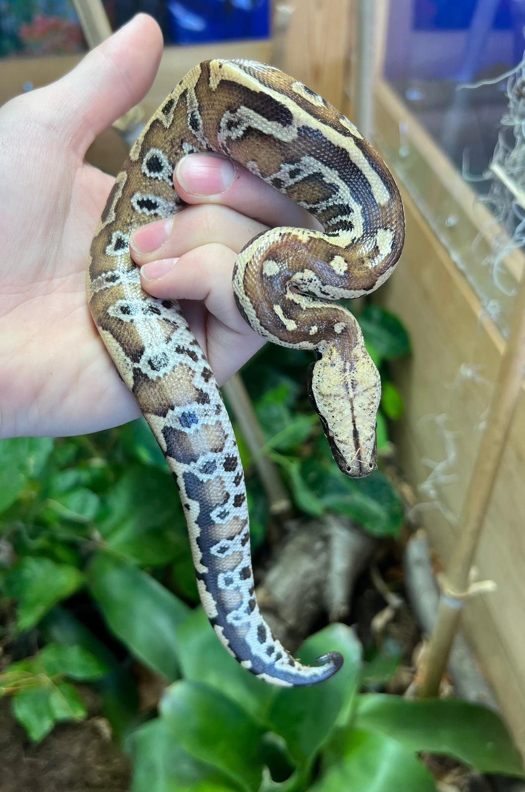 Baby Red Blood Python (Male 2)