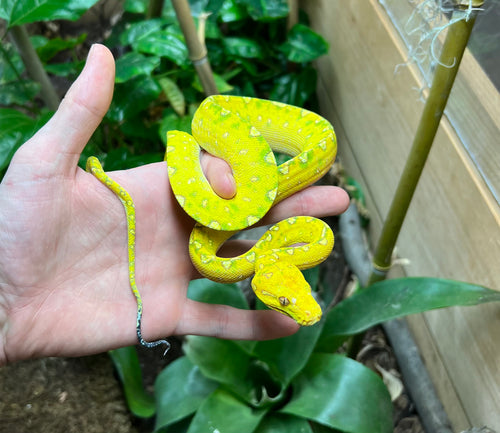 Juvenile Biak Green Tree Python (3)