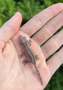 Baby Striped Gargoyle Gecko