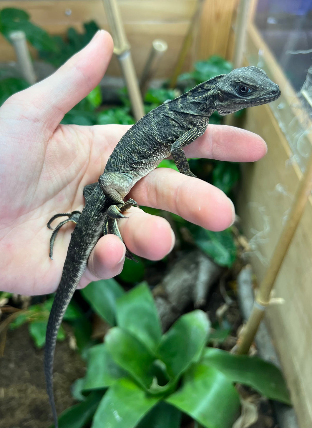 Baby Indonesian Giant Sailfin Dragon