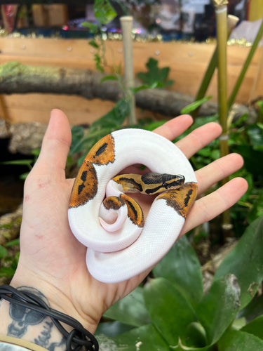 Baby Pied Ball Python (Female 2)