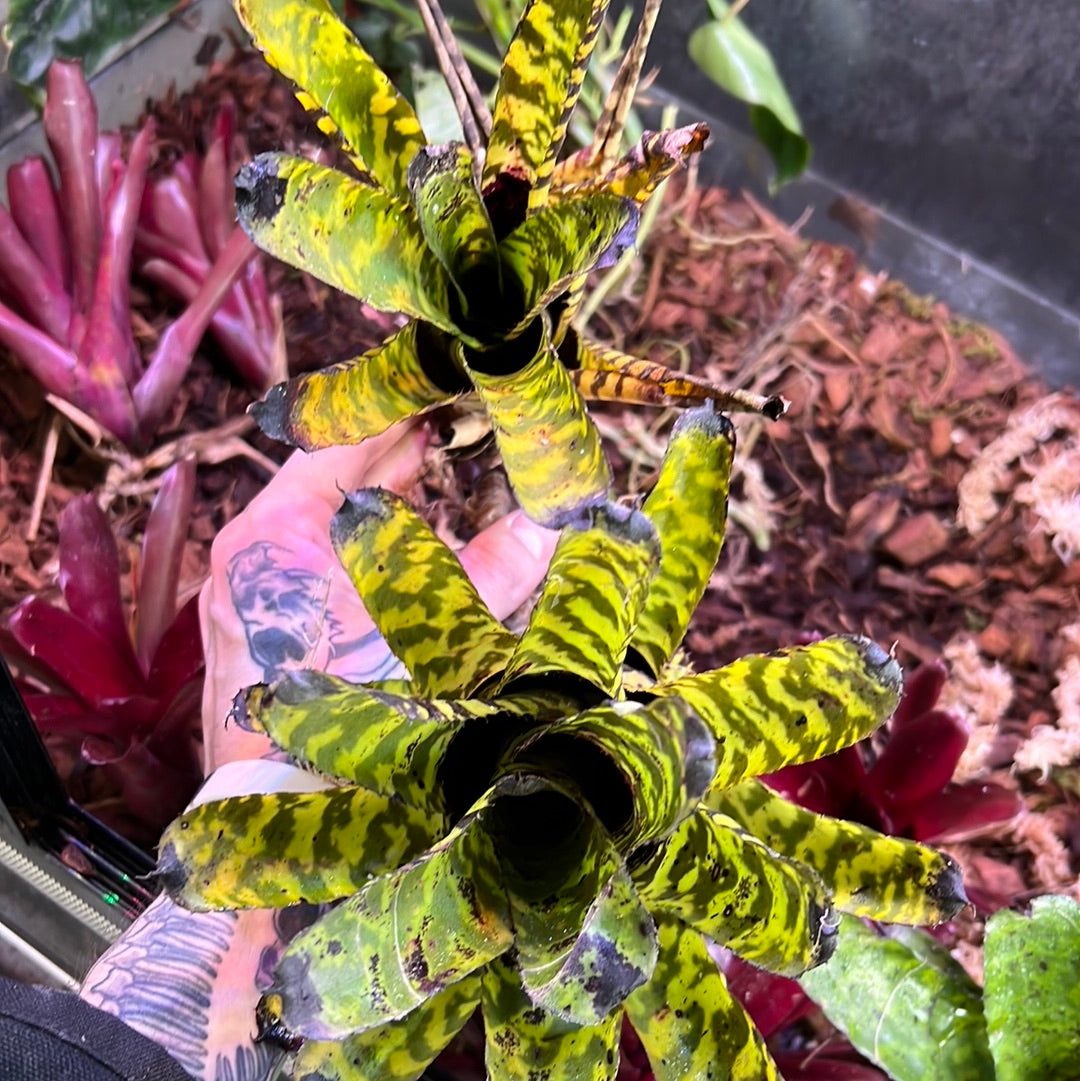 Tiger Bromeliad – Scales and Tails of Ohio