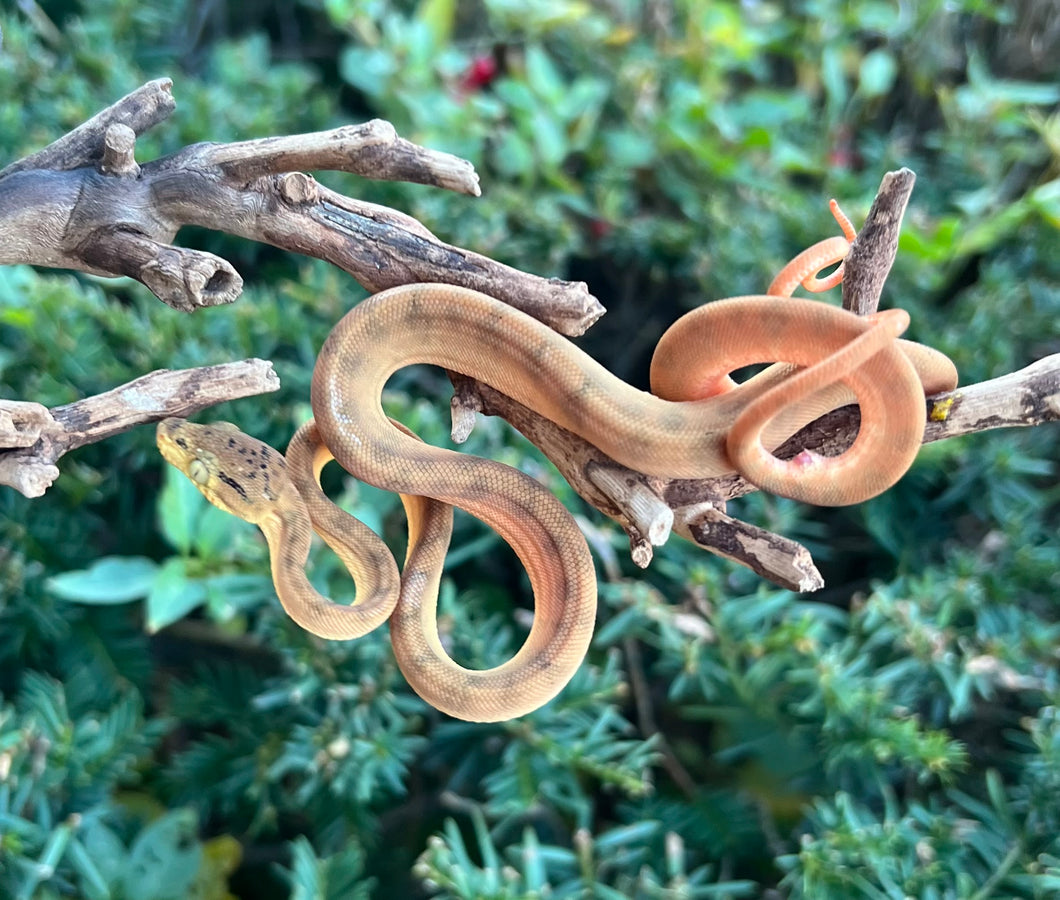 Baby Amazon Tree Boa (Female 4)