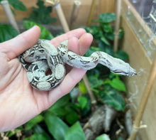 Load image into Gallery viewer, Baby Anery Boa Constrictor (Male)