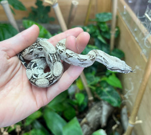 Baby Anery Boa Constrictor (Male)