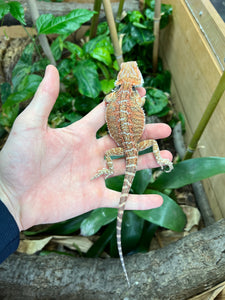 Juvenile Bearded Dragon (1)